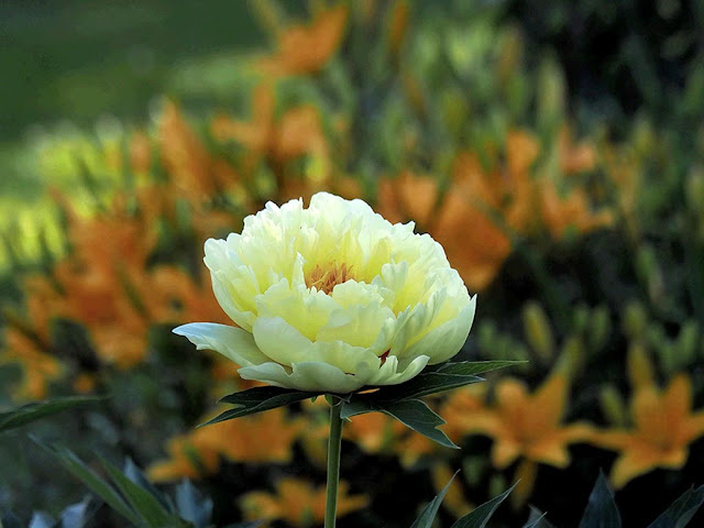 Peony Paeonia garden сад tree дерево plant цветок flower растение grow выращивание vegetable огород многолетние fruit seeds grass семена berry growing landscaping трава planting gardening perennial посадка cultivation shrub фрукт ягода куст озеленение многолетник овощеводство cадоводство