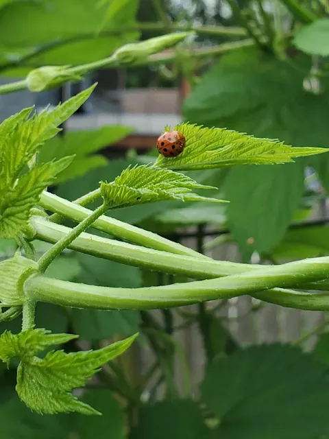 lady bugs on beer hops