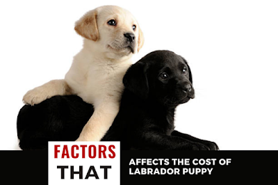 Labrador Puppy Cost