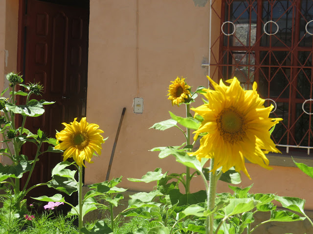 Sonnenblumen im Pfarrgarten