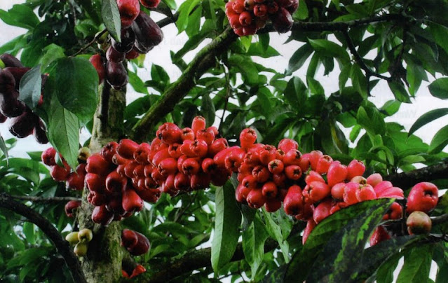 Gambar jambu jamaika segar dengan warna merah menyala