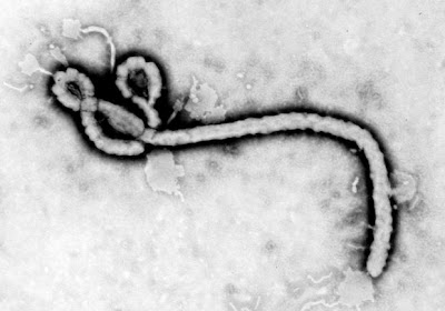 Ebola - A febre hemorrágica