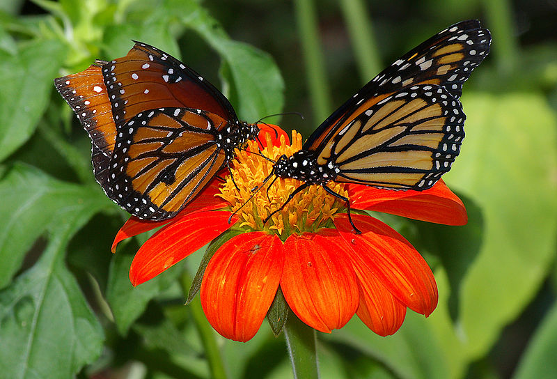 pics of butterflies. We are like utterflies who