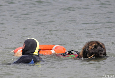 Photo Travail à l'eau Léonberg  Ikke  c'est un chien de sauvetage aquatique photographe JD AMET  JURA