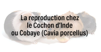  La reproduction chez le Cochon d’Inde ou Cobaye (Cavia porcellus)