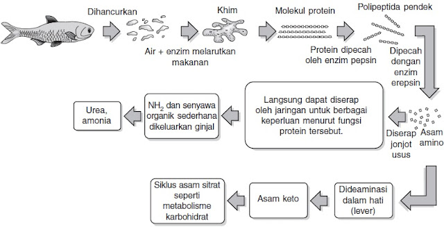 metabolisme pencernaan protein