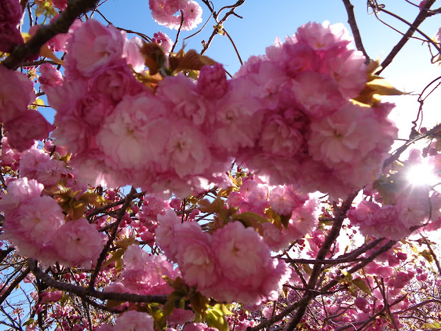 マウンテンストリームきしもとの牡丹桜