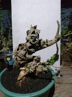 Yuk Kenalan dengan Wahong Laut, Tumbuhan Liar Bahan Bonsai Keren