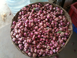 Hindistan'da satılık arpacık soğanları
