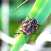 Southern green stink bug