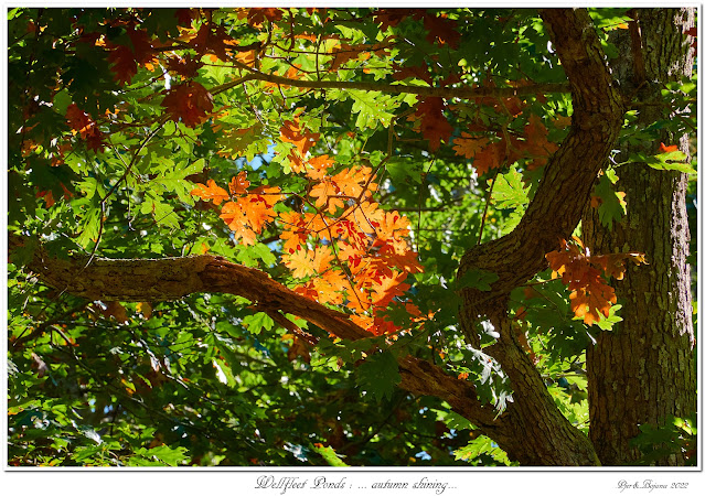Wellfleet Ponds: ... autumn shining...