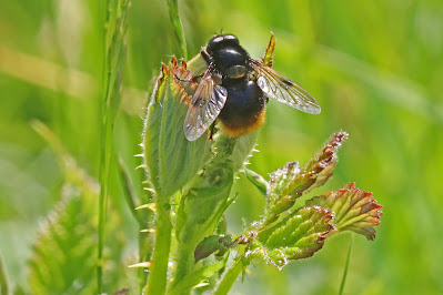 A second bumblebee mimic hoverfly (Volucella bombylans)