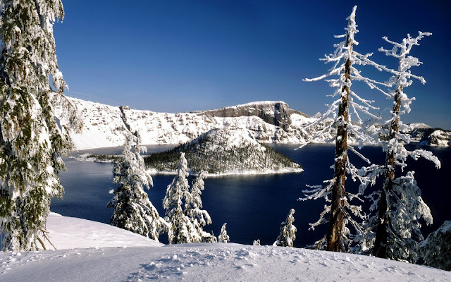 Bosques de Abetos en Invierno Paisajes Naturales