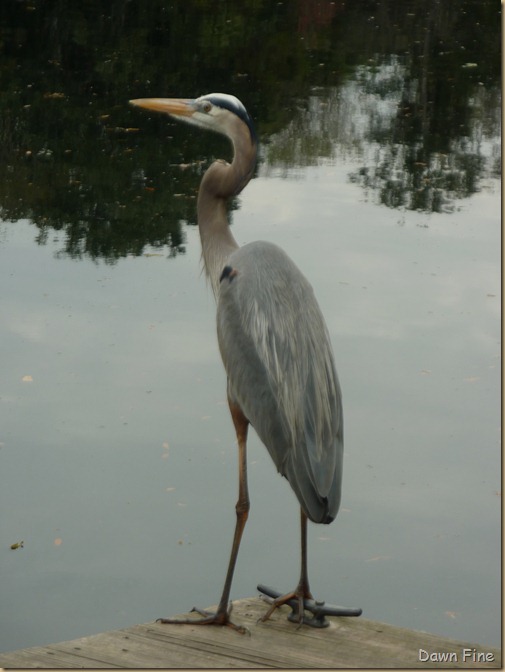 Chassahowitzka River  area_041