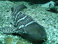 zebra shark (Stegostoma fasciatum) images