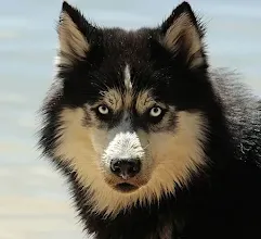 can siberian husky survive in india
