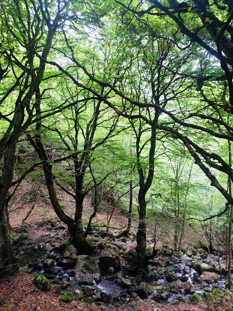 Ruta del Bosque Encantado de Carlac (Valle de Arán)