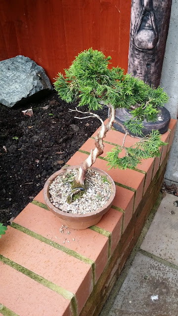 bonsai, juniperus bonsai, training juniper, itoigawa bonsai