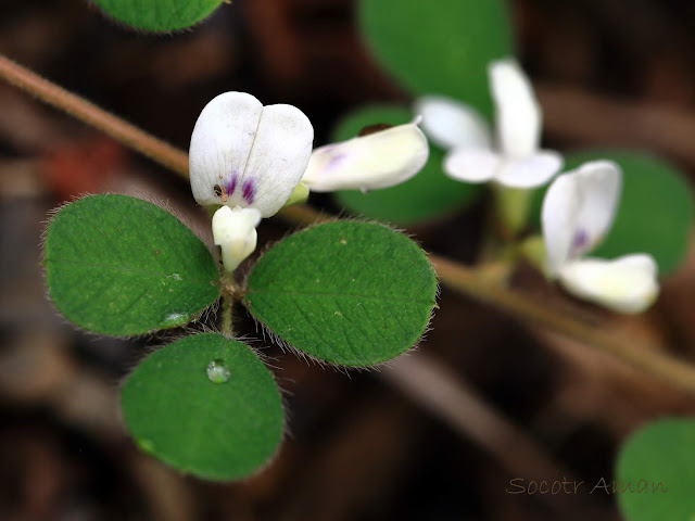 Lespedeza pilosa