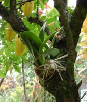 Definition of epiphytic plants