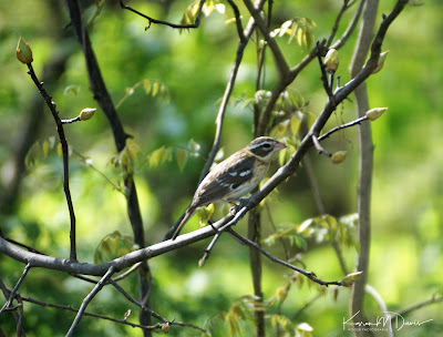 female rose-breasted grosbeak in trees