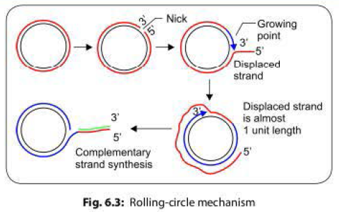 Rolling circle method of dna replication in bacteria