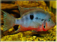 Firemouth Fish Pictures