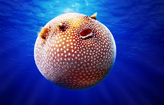 Resultado de imagen de pez globo wallpaper