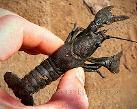 Removing non-native crayfish in Arizona (c) John Ashley