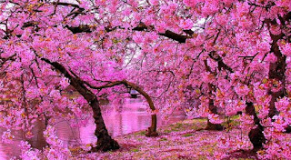 pemandangan alam bunga sakura jepang