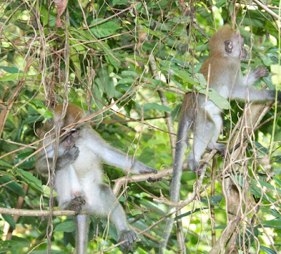 Long-tailed Macaque (Macaca fascicularis)