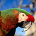 Parrot Hd Pictures - Hd Wallpapers Parrots.