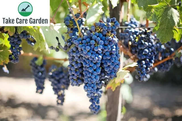 Aprenda Como Plantar Uva em Casa e Comece a Colher Seus Frutos