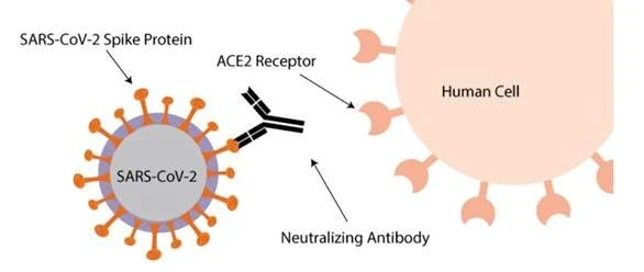 Infographics on Results of Research on SARS-CoV-2 Targeted Detection Kit