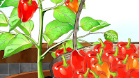 How To Grow Sweet Peppers