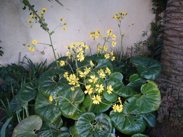 2008_12070003.JPG