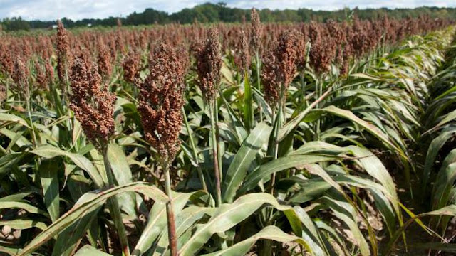 Sorghum Farming/Processing on Business Plans and Feasibility Study Report  