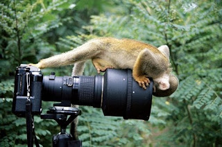 Macaco curioso com Máquina fotográfica