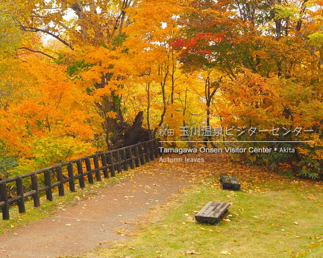 玉川温泉大橋から見る紅葉