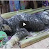 Strange creature found in Thailand