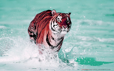 TIGER - Jungle Animals HD Wallpaper