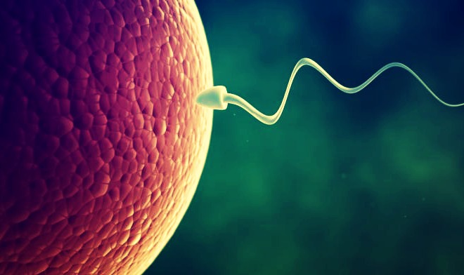 Resultado de imagem para Mitos e verdades sobre a infertilidade