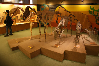 Museo di Geologia e Paleontologia