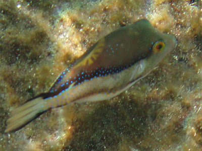 Spitzkopf-Kugelfisch - Canthigaster rostrata © Canarian Sea 01