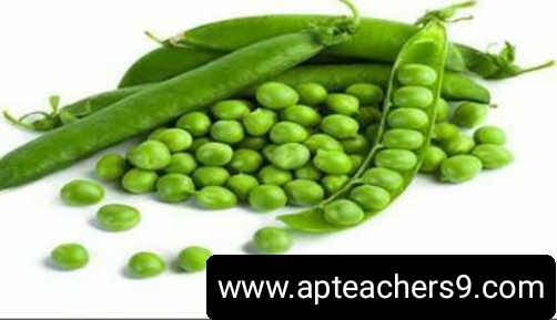 Green peas that keep you healthy in the winter: చలికాలంలో ఆరోగ్యాన్ని కాపాడే గ్రీన్ పీస్ 2022@APTeachers  green peas benefits green peas side effects yellow matar benefits dry matar benefits white matar benefits green peas protein green peas contains benefits of matar in hindi list foods to avoid kidney stones how to dissolve kidney stones list of foods that cause kidney stones how to avoid kidney stones kidney stone diet chart supplements to prevent kidney stones vegetables to avoid for kidney stones what causes kidney stones best time to drink fruit juice in a day best time to drink juice for weight loss best time to drink mosambi juice when is the best time to juice morning or night best time to drink juice for glowing skin best time to drink juice for weight gain best time to drink orange juice in a day what is the best time to drink vegetable juice why does my bottom lip split in the middle dry lips vitamin deficiency cracked lips causes can chapped lips be a sign of something serious chapped lips meaning dry cracked lips that won't heal why are my lips so dry even when i drink water how to cure chapped lips fast winter foods list vegetables to eat in winter in india top 10 winter foods what to eat in winter to keep warm best food to eat in winter in india fruits to avoid in winter avoid food in winter season what we eat and drink in winter season how to protect child from cold weather how to keep your family healthy during winter 5 ways to stay safe in the snow winter health tips for students what to do with baby on cold day safety tips for winter season winter safety tips 2021 wintercare for kids disadvantages of matka water earthen pot water side effects drinking water from clay pot benefits benefits of matka water benefits of matka water for skin how earthen pots help in purifying water how to clean clay pots for drinking water clay pot water ph level how to cure gerd permanently high stomach acid symptoms gerd foods to avoid what fruit is good for acid reflux foods that reduce stomach acid how to get rid of acid reflux in throat fast what to drink for acid reflux 7-day acid reflux diet pdf focal hyperhidrosis how to stop excessive sweating all over body naturally how to stop sweating on face how i cured my hyperhidrosis how to stop sweating underarms naturally how to stop underarm sweating permanently what is excessive sweating a sign of products to stop armpit sweating what comes out during a colon cleanse how to clean out bowels quickly 1 day colon cleanse overnight colon cleanse colon cleanse weight loss results best colon cleanse drink how often should you cleanse your colon colon cleanse pills is taking a bath late at night dangerous late night shower can cause death advantages and disadvantages of taking a bath at night benefits of showering at night vs morning taking a bath at night can cause anemia benefits of showering in the morning can taking a shower at night cause a stroke does taking a bath at night lowers blood pressure what foods help repair kidneys how can i improve my kidney function naturally how to keep kidneys healthy foods to avoid for kidney health healthy kidneys signs how to check your kidney health at home best exercise for kidney health can kidneys heal side effects of drinking cold water disadvantages of drinking cold water in the morning does drinking cold water increase weight effect of cold water on male is cold water bad for your kidneys drinking cold water in the morning on an empty stomach is drinking cold water bad for your heart effect of cold water on bones how to make fenugreek water fenugreek water for hair fenugreek seeds soaked in water overnight side effects how to drink fenugreek water fenugreek water for weight loss fenugreek water side effects fenugreek water for periods boiled fenugreek water benefits  hair loss treatment which vitamin deficiency causes hair loss hair loss causes best hair loss treatment female hair loss treatment reason of hair fall in female hair loss women hair fall reasons in male mediterranean diet recipes mediterranean diet food list mediterranean diet 7-day meal plan pdf mediterranean diet weight loss how to start mediterranean diet mediterranean diet breakfast mediterranean diet pdf mediterranean diet for men black rice benefits black rice in india black rice side effects black rice price black rice recipe black rice near me black rice calories black rice protein organ donation time limit after death organ donation registration organ donation registration india 3 reasons why organ donation is important organ donation india how to donate organs after death organ donation rules reasons why you shouldn't be an organ donor Keto diet plan free PDF 7-day keto meal plan pdf Keto diet plan Indian Women's keto diet plan free Keto food list Female keto diet plan PDF 30 day ketogenic diet plan pdf free Keto diet plan for beginners Epileptic seizure Epilepsy attack Epilepsy definition Can epilepsy be cured Types of epilepsy Epilepsy cause Types of epilepsy and symptoms Fits disease what is the most important vitamin for your body daily intake of vitamins and minerals chart types of vitamins and their functions what vitamins do i need daily what are vitamins what are the 13 types of vitamins essential vitamins and minerals what are essential vitamins how to use a cooler as a fridge can we use air cooler without water how to use air cooler with water how to use air cooler in closed room how to use air cooler effectively uses of air cooler air cooler hacks how to use air cooler with ice how long is water safe in plastic bottles? Side effects of drinking water in plastic bottles which plastic bottles are safe for drinking water? Harmful effects of plastic water bottles on humans How to avoid drinking water from plastic bottles Plastic bottle poisoning symptoms How many times can you reuse a plastic water bottle Why you should not reuse plastic water bottles benefits of squeezing lemon on food what happens when you drink lemon water for 7 days disadvantages of drinking lemon water daily side effects of lemon for female what are the benefits of drinking lemon water benefits of lemon lemon side effects lemon benefits and side effects coconut water benefits for female benefits of drinking coconut water daily coconut water side effects drinking coconut water for 7 days benefits of coconut water for skin what happens if i drink coconut water everyday benefits of drinking coconut water empty stomach Disadvantages of storing water in copper vessel How much copper water to drink per day Copper water bottle poisoning Copper water benefits for skin whitening Pros and cons of drinking copper water Benefits of copper water Copper water Bottle Benefits of copper water Ayurveda 10 reasons to wake up in the morning 10 benefits of early rising what is the best time to wake up early in the morning why should we wake up early in the morning benefits of waking up early in the morning essay benefits of waking up before sunrise disadvantages of waking up early scientific benefits of waking up early fermented rice side effects pazhankanji side effects is fermented rice water acidic or alkaline fermented rice for weight gain fermented rice benefits benefits of eating rice in the morning fermented rice with curd benefits fermented rice for acid reflux taati munjalu in english taati munjalu season ice apple benefits taati munjalu near me taati munjalu during pregnancy taati munjalu in hindi taati munjalu in telugu ice apple benefits and side effects how to lose weight in 7 days fastest way to lose weight for woman how to lose weight naturally how to lose weight fast weight loss tips extreme weight loss methods weight loss tips at home how to lose weight in a week skin care tips in summer at home summer night skin care routine top 10 skin care tips for summer summer skin care routine summer skin care routine for teenage girl skin care tips for summer in india summer skin care products how to take care of oily skin in summer naturally why do mosquitoes bite me and not my husband how to be less attractive to mosquitoes mosquitoes don't bite cancer why do mosquitoes like type o blood why do i get so many mosquito bites on my legs are mosquitoes attracted to carbon dioxide why are mosquitoes attracted to me why do mosquitoes bite ankles pumpkin benefits side effects benefits of pumpkin soup is pumpkin good for digestion pumpkin benefits for skin benefits of green pumpkin is pumpkin good for weight loss pumpkin seeds benefits for female how to eat pumpkin benefits of sugarcane sexually sugarcane juice benefits for female sugarcane juice benefits and disadvantages benefits of sugarcane juice sugarcane juice is heat or cold for body benefits of sugarcane to woman sugarcane juice disadvantages benefits of sugarcane juice for weight loss side effects of tea on bones is green tea harmful for bones what kind of tea is good for osteoporosis is black tea good for bones tea and calcium absorption tea and osteoporosis is ginger tea good for osteoporosis green tea and calcium absorption spiritual benefits of walking barefoot 5 health benefits of walking barefoot benefits of walking barefoot on earth disadvantages of walking barefoot benefits of walking barefoot at home walking barefoot meaning benefits of walking barefoot on grass in the morning effects of walking barefoot on cold floor why hot food items should not be packed in polythene bags effects of eating high temperature food hot food in polythene bags 2 ways to never cool food hot food in plastic bags can cause cancer what happens if you drink hot and cold at the same time proper cooling methods for food what are three safe methods for cooling food? benefits of eating porridge everyday porridge benefits for skin benefits of eating porridge in the morning i ate oatmeal every morning for a month-here's what happened disadvantages of eating oats benefits of porridge for weight loss benefits of oats with milk benefits of eating porridge at night is taking a bath late at night dangerous bathing at night benefits taking a bath at night can cause anemia late night shower can cause death best time to bath at night advantages and disadvantages of taking a bath at night benefits of warm bath at night taking a bath at night is not good for your health brainly describe how we can keep ourselves fit and healthy simple health tips 10 tips for good health 100 health tips natural health tips health tips for adults health tips 2021 health tips of the day simple health tips for everyday living healthy tips simple health tips for students 100 simple health tips healthy lifestyle tips health tip of the week simple health tips for everyone simple health tips for everyday living 10 tips for a healthy lifestyle pdf 20 ways to stay healthy 5-minute health tips 100 health tips in hindi simple health tips for everyone 100 health tips pdf 100 health tips in tamil 5 tips to improve health natural health tips for weight loss natural health tips in hindi simple health tips for everyday living 100 health tips in hindi health in hindi daily health tips 10 tips for good health how to keep healthy body 20 health tips for 2021 health tips 2022 mental health tips 2021 heart health tips 2021 health and wellness tips 2021 health tips of the day for students fun health tips of the day mental health tips of the day healthy lifestyle tips for students health tips for women simple health tips 10 tips for good health 100 health tips healthy tips in hindi natural health tips health tips for students simple health tips for everyday living health tip of the week healthy tips for school students health tips for primary school students health tips for students pdf daily health tips for school students health tips for students during online classes mental health tips for students simple health tips for everyone health tips for covid-19 healthy lifestyle tips for students 10 tips for a healthy lifestyle healthy lifestyle facts healthy tips 10 tips for good health simple health tips health tips 2021 health tips natural health tips 100 health tips health tips for students simple health tips for everyday living 6 basic rules for good health 10 ways to keep your body healthy health tips for students simple health tips for everyone 5 steps to a healthy lifestyle maintaining a healthy lifestyle healthy lifestyle guidelines includes simple health tips for everyday living healthy lifestyle tips for students healthy lifestyle examples 10 ways to stay healthy 100 health tips 5 ways to stay healthy 10 ways to stay healthy and fit simple health tips simple health tips for everyday living health tips for students health tips in hindi beauty tips health tips for women health tips bangla health tips for young ladies 10 best health tips female reproductive health tips women's day health tips health tips in kannada women's health tips for heart, mind and body women's health tips for losing weight healthy woman body beauty tips at home beauty tips natural beauty tips for face beauty tips for girls beauty tips for skin beauty tips of the day top 10 beauty tips beauty tips hindi health tips for school students health tips for students during exams five ways of maintaining good health 10 ways to stay healthy at home ways to keep fit and healthy 6 tips to stay fit and healthy how to stay fit and healthy at home 20 ways to stay healthy ways to keep fit and healthy essay 5 ways to stay healthy essay 10 ways to stay healthy at home write five points to keep yourself healthy 5 ways to stay healthy during quarantine 10 tips for a healthy lifestyle healthy lifestyle essay unhealthy lifestyle examples 5 steps to a healthy lifestyle healthy lifestyle article for students talk about healthy lifestyle healthy lifestyle benefits healthy lifestyle for students in school healthy tips for school students importance of healthy lifestyle for students health tips for students during online classes health tips for students pdf health and wellness for students healthy lifestyle for students essay healthy lifestyle article for students 10 ways to stay healthy and fit ways to keep fit and healthy essay 6 tips to stay fit and healthy how to stay fit and healthy at home what are the best ways for students to stay fit and healthy how to keep body fit and strong on the basis of the picture given below,  how to be fit in 1 week write 10 rules for good health golden rules for good health health rules most important things you can do for your health how to keep your body healthy and strong five ways of maintaining good health mental health tips 2022 top 10 tips to maintain your mental health mental health tips for students self-care tips for mental health mental health 2022 fun activities to improve mental health 10 ways to prevent mental illness how to be mentally healthy and happy world heart day theme 2021 world heart day 2021 health tips news world heart day wikipedia world heart day 2020 world heart day pictures world heart day theme 2020 happy heart day 5 ways to prevent covid-19 best food for covid-19 recovery 10 ways to prevent covid-19 covid-19 health and safety protocols precautions to be taken for covid-19 covid-19 diet plan pdf safety measures after covid-19 precautions for covid-19 patient at home how to keep reproductive system healthy 10 ways in keeping the reproductive organs clean and healthy why is it important to keep your reproductive system healthy how to take care of your reproductive system male what are the proper ways of taking care of the female reproductive organs male ways of taking care of reproductive system ppt taking care of reproductive system grade 5 prevention of reproductive system diseases proper ways of taking care of the reproductive organs ways of taking care of reproductive system ppt how to take care of reproductive system male what are the proper ways of taking care of the female reproductive organs care of male and female reproductive organs? why is it important to take care of the reproductive organs the following are health habits to keep the reproductive organs healthy which one is care of male and female reproductive organs? what are the proper ways of taking care of the female reproductive organs ways of taking care of reproductive system ppt ways to take care of your reproductive system why is it important to take care of the reproductive organs taking care of reproductive system grade 5 how to take care of your reproductive system poster what are the proper ways of taking care of the female reproductive organs taking care of reproductive system grade 5 what are the proper ways of taking care of the male reproductive organs care of male and female reproductive organs? female reproductive system - ppt presentation female reproductive system ppt pdf reproductive system ppt anatomy and physiology reproductive system ppt grade 5 talk about healthy lifestyle cue card importance of healthy lifestyle importance of healthy lifestyle speech what is healthy lifestyle essay healthy lifestyle habits my healthy lifestyle healthy lifestyle essay 100 words healthy lifestyle short essay healthy lifestyle essay 150 words healthy lifestyle essay pdf benefits of a healthy lifestyle essay healthy lifestyle essay 500 words healthy lifestyle essay 250 words  precautions to be taken during winter season precautions to be taken for cold cold weather precautions for home how to stay healthy during winter season how to protect your body in winter season what things should we keep in mind to stay healthy in the winter  safety tips for winter season in india how to take care of yourself during winter seasonal diseases list seasonal diseases in india seasonal diseases and precautions seasonal diseases in telugu seasonal diseases in india pdf seasonal diseases pdf 4 seasonal diseases rainy season diseases and prevention 10 things not to do after eating i ate too much and now i want to vomit how to ease your stomach after eating too much how to digest faster after a heavy meal what to do after overeating at night how to detox after eating too much i ate too much today will i gain weight i don't feel good after i eat calcium fruits for bones fruits for bone strength how to increase bone strength naturally bone strengthening foods how to increase bone calcium best fruit juice for bones calcium-rich foods for bones vitamins for strong bones and joints black pepper uses and benefits how much black pepper per day benefits of eating black pepper empty stomach black pepper with hot water benefits side effects of black pepper benefits of black pepper and honey pepper benefits turmeric with black pepper benefits how to protect eyes from mobile screen naturally how to protect eyes from mobile screen during online classes glasses to protect eyes from mobile screen how to protect eyes from mobile and computer 5 ways to protect your eyes best eye protection mobile phone glasses to protect eyes from mobile screen flipkart how to protect eyes from computer screen can you die from eating too many almonds how many is too many almonds i eat 100 almonds a day symptoms of eating too many almonds almond skin dangers how many almonds should i eat a day why are roasted almonds bad for you how many almonds to eat per day for good skin amla for skin whitening amla for skin pigmentation how to use amla for skin can i apply amla juice on face overnight how to use amla powder for skin whitening amla face pack for pigmentation how to make amla juice for skin best amla juice for skin best n95 mask for covid n95 mask with filter n95 mask reusable best mask for covid where to buy n95 mask n95 mask price 3m n95 mask kn95 vs n95 how many dates to eat per day dates benefits sexually dates benefits for sperm benefits of dates for men benefits of khajoor for skin dates benefits for skin is dates good for cold and cough benefits of dates for womens how to cook mulberry leaves mulberry benefits mulberry leaves benefits for hair mulberry benefits for skin when to harvest mulberry leaves mulberry leaf extract benefits mulberry leaf tea benefits mulberry fruit side effects are recovered persons with persistent positive test of covid-19 infectious to others? if someone in your house has covid will you get it do i still need to quarantine for 14 days if i was around someone who has covid-19? how long will you test positive for covid after recovery what do i do if i’ve been exposed to someone who tested positive for covid-19? how long does coronavirus last in your system how long should i stay in home isolation if i have the coronavirus disease? positive covid test after recovery how to make coriander water can we drink coriander water at night how to make coriander water for weight loss coriander seed water side effects how to make coriander seeds water how to make coriander seeds water for thyroid coriander water for thyroid coriander leaves boiled water benefits 10 points on harmful effects of plastic 5 harmful effects of plastic harmful effects of plastic on environment harmful effects of plastic on environment in points how is plastic harmful to humans harmful effects of plastic on environment pdf single-use plastic effects on environment brinjal benefits and side effects disadvantages of brinjal brinjal benefits for skin brinjal benefits ayurveda brinjal benefits for diabetes uses of brinjal green brinjal benefits brinjal vitamins 10 ways to keep your heart healthy 5 ways to keep your heart healthy 13 rules for a healthy heart 20 ways to keep your heart healthy how to keep heart-healthy and strong heart-healthy foods heart-healthy lifestyle healthy heart symptoms daily massage with mustard oil mustard oil disadvantages benefits of mustard oil for skin why mustard oil is not banned in india benefits of mustard oil massage on feet benefits of mustard oil in cooking mustard oil massage benefits mustard oil benefits for brain side effects of mint leaves lungs cleaning treatment benefits of drinking mint water in morning mint leaves steam for face lungs cleaning treatment for smokers benefits of mint leaves how to use ginger for lungs how to clean lungs in 3 days Carrot juice benefits in telugu 17 benefits of mustard seed 5 uses of mustard 10 uses of mustard how much mustard should i eat a day mustard seeds side effects benefits of chewing mustard seed dijon mustard health benefits is mustard good for your stomach Benefits of Vaseline on face Vaseline on face overnight before and after Vaseline petroleum jelly for skin whitening 100 uses for Vaseline Does Blue Seal Vaseline lighten the skin Vaseline uses for skin 19 unusual uses for Vaseline Effect of petroleum jelly on lips barley pests and diseases how to use barley for diabetes diseases of barley ppt how to use barley powder barley benefits and side effects barley disease control barley diseases integrated pest management of barley how to sleep better at night naturally good sleep habits food for good sleep tips on how to sleep through the night how to get a good night sleep and wake up refreshed how to sleep fast in 5 minutes how to sleep through the night without waking up how to sleep peacefully without thinking how to use turmeric to boost immune system turmeric immune booster recipe turmeric immune booster shot raw turmeric vs powder 10 serious side effects of turmeric raw turmeric powder best time to eat raw turmeric raw turmeric benefits for liver best antibiotic for cough and cold name of antibiotics for cough and cold best medicine for cold and cough best antibiotic for cold and cough for child best tablet for cough and cold in india best cold medicine for runny nose cold and cough medicine for adults best cold and flu medicine for adults moringa leaf powder benefits what happens when you drink moringa everyday? side effects of moringa list of 300 diseases moringa cures pdf how to use moringa leaves what sickness can moringa cure how long does it take for moringa to start working can moringa cure chest pain how to use aloe vera to lose weight rubbing aloe vera on stomach how to prepare aloe vera juice for weight loss best time to drink aloe vera juice for weight loss how to use forever aloe vera gel for weight loss aloe vera juice weight loss stories how much aloe vera juice to drink daily for weight loss benefits of eating oranges everyday benefits of eating oranges for skin benefits of eating orange at night orange benefits and side effects benefits of eating orange in empty stomach orange benefits for men how many oranges a day to lose weight how many oranges should i eat a day is orthostatic hypotension dangerous orthostatic hypotension symptoms causes of orthostatic hypotension orthostatic hypotension in 20s orthostatic hypotension treatment orthostatic hypotension test how to prevent orthostatic hypotension orthostatic hypotension treatment in elderly what will happen if we drink dirty water for class 1 what are the diseases associated with water? which water is safe for drinking dangers of tap water 5 dangers of drinking bad water what happens if you drink contaminated water what to do if you drink contaminated water 5 ways to make water safe for drinking how long before bed should you turn off electronics side effects of using phone at night does screen time affect sleep in adults sleeping with phone near head why you shouldn't use your phone before bed screen time before bed research adults screen time doesn't affect sleep using phone at night bad for eyes how many tulsi leaves should be eaten in a day how to cure high blood pressure in 3 minutes tulsi leaves side effects tricks to lower blood pressure instantly what happens if we eat tulsi leaves daily high blood pressure foods to avoid what to drink to lower blood pressure quickly how to consume tulsi leaves why am i sleeping too much all of a sudden i sleep 12 hours a day what is wrong with me oversleeping symptoms causes of oversleeping how to recover from sleeping too much oversleeping effects is 9 hours of sleep too much why am i suddenly sleeping for 10 hours side effects of eating raw curry leaves how many curry leaves to eat per day benefits of curry leaves for hair curry leaves health benefits benefits of curry leaves boiled water curry leaves benefits and side effects how to eat curry leaves curry leaves benefits for uterus side effects of drinking cold water symptoms of drinking too much water does drinking cold water cause cold drinking cold water in the morning on an empty stomach does drinking cold water increase weight disadvantages of drinking cold water in the morning is drinking cold water bad for your heart effect of cold water on bones food for strong bones and muscles indian food for strong bones and muscles list five foods you can eat to build strong, healthy bones. medicine for strong bones and joints 2 factors that keep bones healthy Top 10 health benefits of dates Health benefits of dates Dry dates benefits for male Soaked dates benefits Dry dates benefits for female silver water benefits how much colloidal silver to purify water silver in water purification silver in drinking water health benefit of drinking hard water what is silver water silver ion water purifier colloidal silver poisoning how i cured my lower back pain at home how to relieve back pain fast how to cure back pain fast at home back pain home remedies drink how to cure upper back pain fast at home female lower back pain treatment what is the best medicine for lower back pain? one stretch to relieve back pain side effects of drinking salt water why is drinking salt water harmful benefits of drinking warm water with salt in the morning benefits of drinking salt water salt water flush didn't make me poop himalayan salt detox side effects when to eat after salt water flush 10 uses of salt water side effects of carbonated drinks harmful effects of soft drinks wikipedia disadvantages of soft drinks in points drinking too much pepsi symptoms drinking too much coke side effects effects of carbonated drinks on the body side effects of drinking coca-cola everyday harmful effects of soft drinks on human body pdf what happens if you don't breastfeed your baby baby feeding mother milk breastfeeding mother 14 risks of formula feeding is bottle feeding safe for newborn baby negative effects of formula feeding are formula-fed babies healthy breastfeeding vs bottle feeding breast milk what is the best cream for deep wrinkles around the mouth best anti aging cream 2021 scientifically proven anti aging products best anti aging cream for 40s what is the best wrinkle cream on the market? best anti aging cream for 30s best treatment for wrinkles on face best anti aging skin care products for 50s carbonated soft drinks market demand for soft drinks trends in carbonated soft drink industry carbonated soft drink market in india cold drink sales statistics soft drink sales 2021 soda industry market share of soft drinks in india 2021 how much tomato to eat per day 10 benefits of tomato eating tomato everyday benefits benefits of eating raw tomatoes in the morning disadvantages of eating tomatoes why are tomatoes bad for your gut eating tomato everyday for skin disadvantages of eating raw tomatoes green peas benefits for skin green peas benefits for weight loss green peas side effects green peas benefits for hair benefits of peas and carrots green peas calories green peas protein per 100g dry peas benefits benefits of walnuts for females benefits of walnuts for skin benefits of walnuts for male 15 proven health benefits of walnuts benefits of almonds how many walnuts to eat per day walnut benefits for sperm soaked walnuts benefits 5 health benefits of walking barefoot spiritual benefits of walking barefoot dangers of walking barefoot benefits of walking barefoot at home disadvantages of walking barefoot is walking barefoot at home bad benefits of walking barefoot on grass in the morning walking barefoot meaning how to cure asthma forever how to prevent asthma how to prevent asthma attacks at night asthma prevention diet what causes asthma how to stop asthmatic cough what is the best treatment for asthma how to avoid asthma triggers at home amaranth leaves side effects thotakura juice benefits thotakura benefits in telugu amaranth benefits amaranth benefits for skin amaranth benefits for hair red amaranth leaves side effects amaranth leaves iron content skin diseases list with pictures 5 ways of preventing skin diseases 10 skin diseases blood test for hair loss female symptoms of skin diseases common skin diseases hair loss after covid treatment and vitamins what do dermatologists prescribe for hair loss pomegranate benefits for female benefits of pomegranate for skin benefits of pomegranate seeds pomegranate benefits for men benefits of pomegranate juice how much pomegranate juice per day pomegranate juice side effects benefits of pomegranate leaves disadvantages of jaggery 33 health benefits of jaggery how much jaggery to eat everyday benefits of jaggery water vitamins in jaggery dark brown jaggery benefits jaggery benefits for sperm jaggery benefits for male                                                                                                                                                                                                mini oil mill project cost cooking oil manufacturing plant cost in india small oil mill plant cost in india oil mill project cost in india cooking oil manufacturing business plan pdf oil mill business profit how to start cooking oil business in india oil mill business plan in india