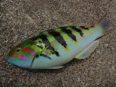 沖縄 魚 カラフル 107266-沖縄 魚 カラフル