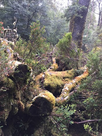 Cradle Mountain, Tasmania