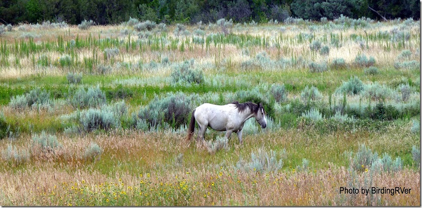 An actual Wild Horse, the first of many we would see at Theodore Roosevelt National Park. 