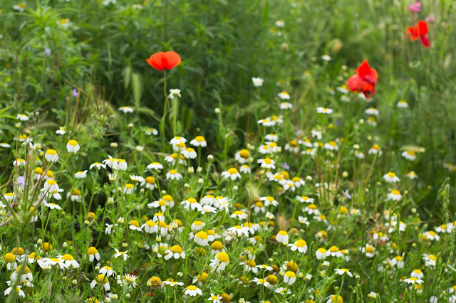 Campos de Aragón - Rosa Romero