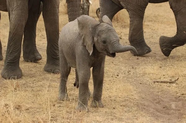 كيف تولد الفيلة؟